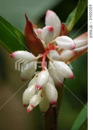 ゲットウ ゲットウ 3400304