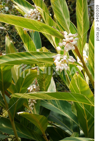 ゲットウ 3400309