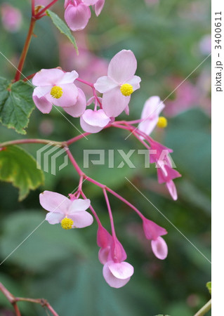 シュウカイドウ 3400611