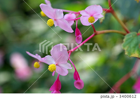 シュウカイドウ シュウカイドウ 3400612