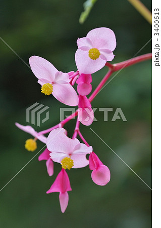 シュウカイドウ シュウカイドウ 3400613