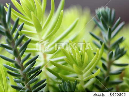 セダムのメキシコマンネングサ 3400806