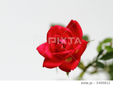 ミニバラのアカネ(朱音) 3400812