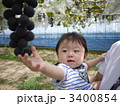 はじめてのぶどう狩り 3400854