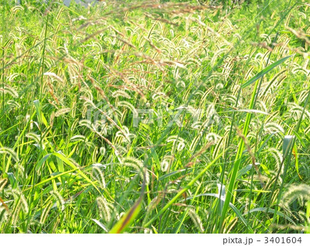 エノコログサ 3401604