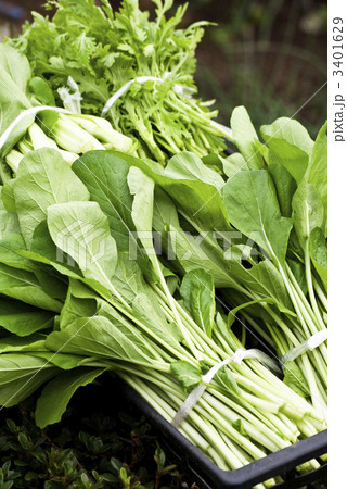 朝取り 朝取り 3401629