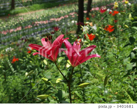 谷汲ゆり園・紫のユリのアップ 谷汲ゆり園・紫のユリのアップ 3401681