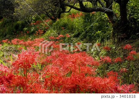 彼岸花 3401818