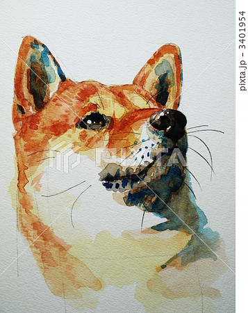 犬 柴犬 頭部のイラスト素材