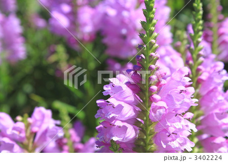 ハナトラノオ 3402224