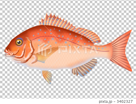 Red sea bream 3402327