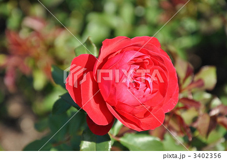 バラのモナリザ バラのモナリザ 3402356