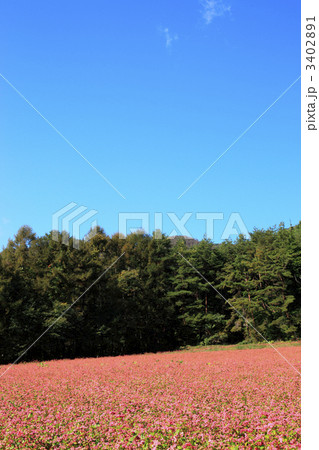 赤そばの里 3402891