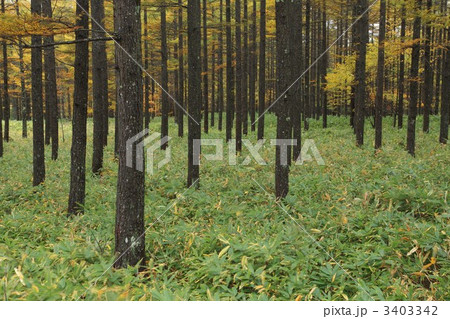 カラマツ林 3403342