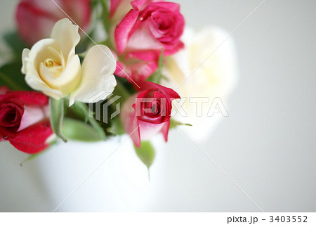 ミニバラ 3403552