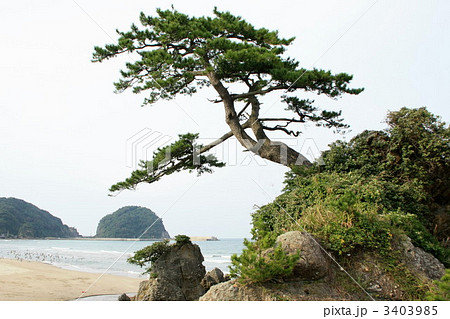 羽尾海水浴場の松 山陰海岸ジオパーク の写真素材