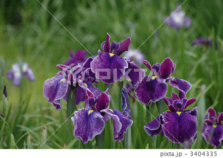 梅雨の華 3404335