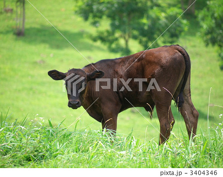 黒毛和牛　子牛 3404346