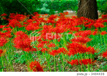 リコリス-ヒガンバナ群生-01 リコリス-ヒガンバナ群生-01 3404439