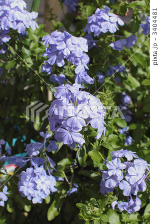 ルリマツリ 3404481