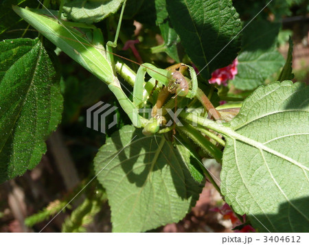 大自然　カマキリ 3404612