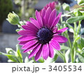 ユリオプスデージー 3405534