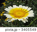春菊 3405549