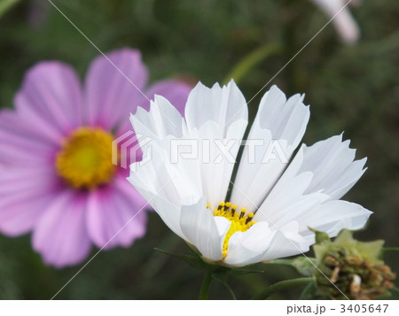 コスモス　シーシェル 3405647