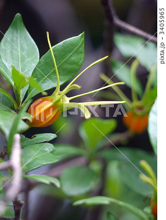 クチナシの実 クチナシの実 3405965