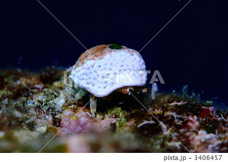 ユキンコボウシガニ 3406457