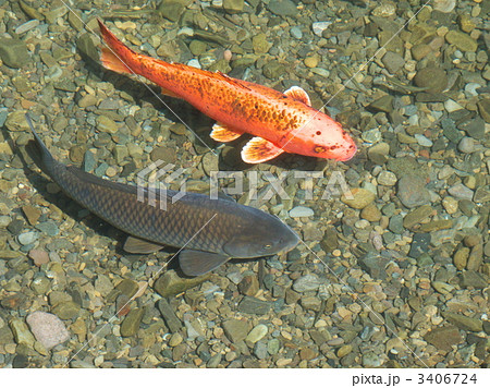緋鯉と真鯉の写真素材