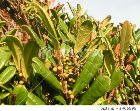 検見川浜のハマヒサガキの蕾 3406999