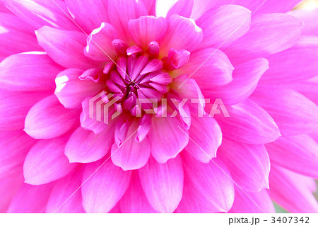 ダリアの花びら 3407342