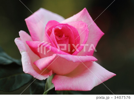 薔薇のウィミー 薔薇のウィミー 3407576