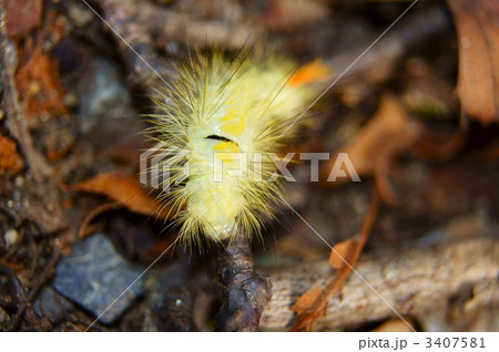 リンゴドクガの幼虫の写真素材