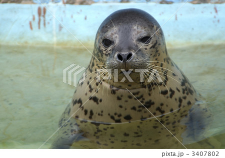 ゴマフアザラシ 3407802