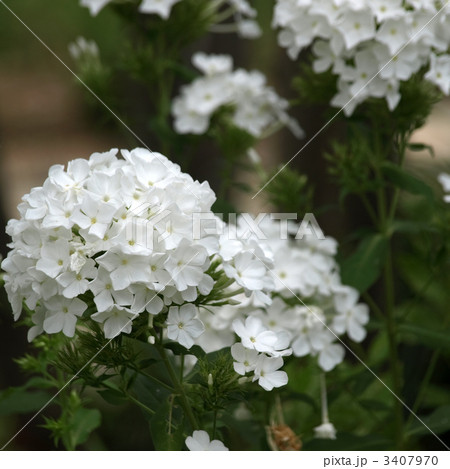 クサキョウチクトウ 3407970