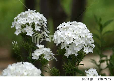 クサキョウチクトウ 3407975