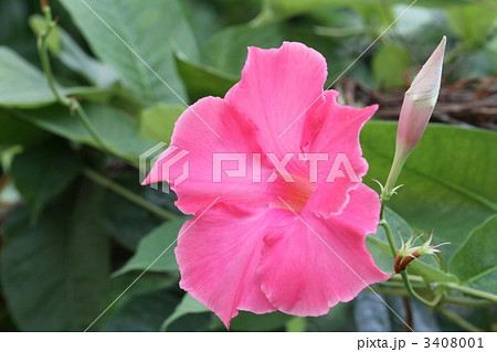 マンデビラ マンデビラ 3408001