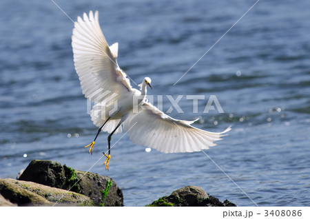 シラサギ 飛翔 シラサギ 飛翔 3408086
