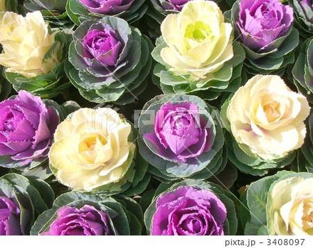 ハボタンは冬の花壇を彩ります 3408097