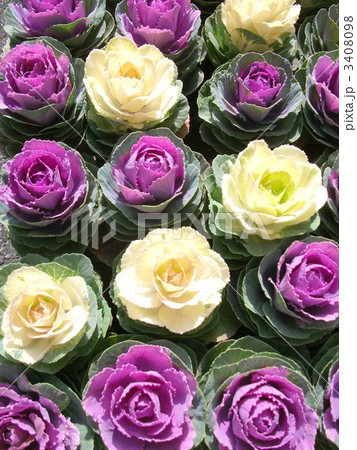 ハボタンは冬の花壇を彩ります 3408098