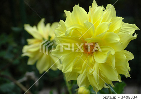 満開のダリアと蕾 3408334