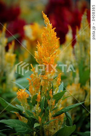 多彩なケイト畑 3408365