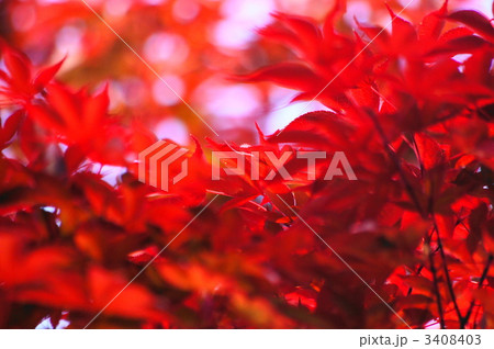 紅葉 紅葉 3408403