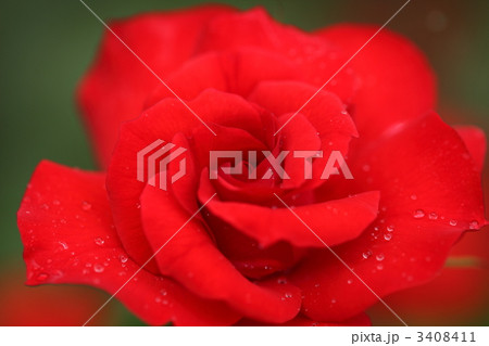 薔薇 3408411
