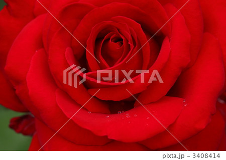 薔薇 3408414