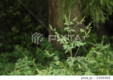 ブタクサ ブタクサ 3409468