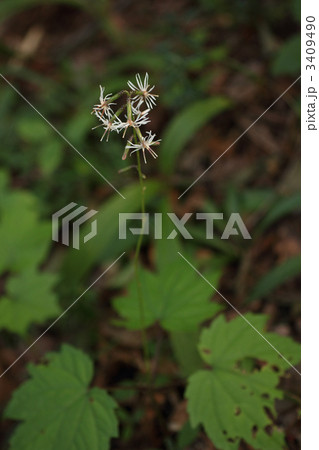 オクモミジハグマ 3409490
