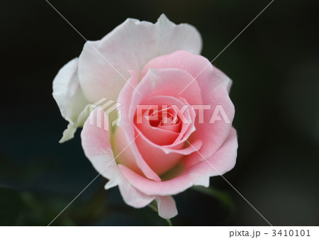 薔薇のグリーノールズ・グローリー 3410101